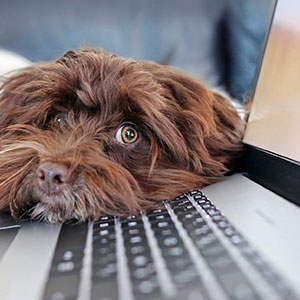 Puppy resting head on laptop, waiting for owner to finish work and play with him